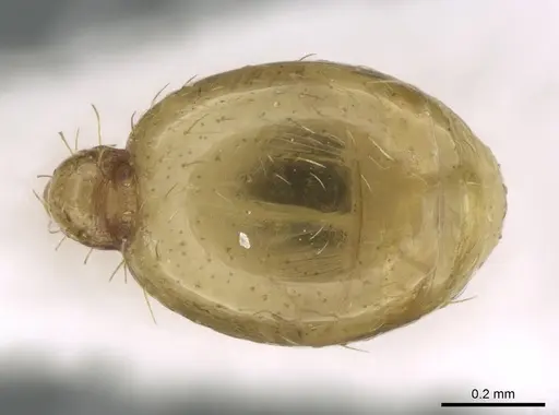 Tetramorium amalae specimen