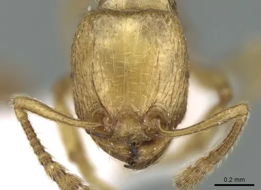 Tetramorium amalae specimen