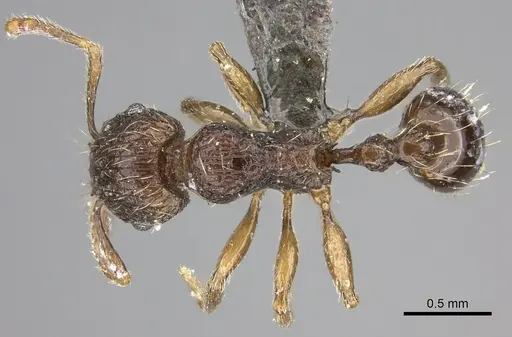 Tetramorium amatongae specimen
