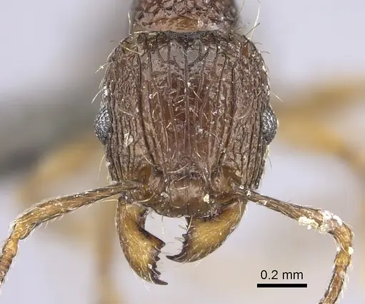 Tetramorium amatongae specimen