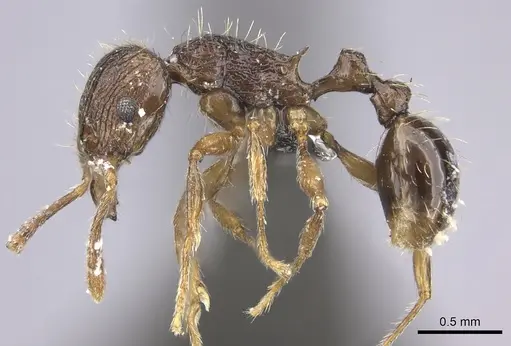 Tetramorium amatongae specimen