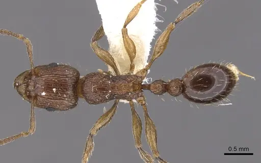 Tetramorium amatongae - CASENT0901242