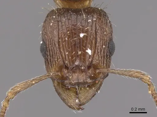 Tetramorium amatongae - CASENT0901242