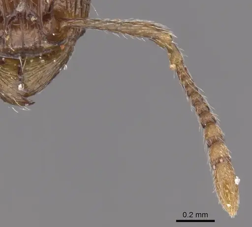 Tetramorium amatongae - CASENT0901242