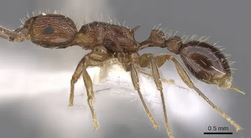 Tetramorium amatongae - CASENT0901242