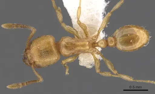 Tetramorium amaurum specimen