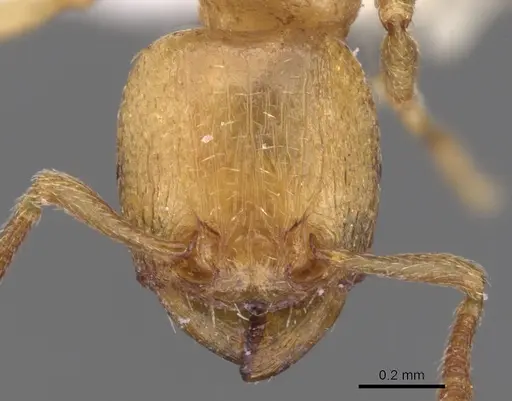 Tetramorium amaurum specimen