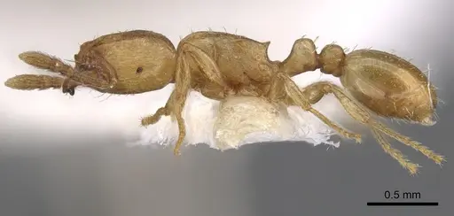 Tetramorium amaurum specimen