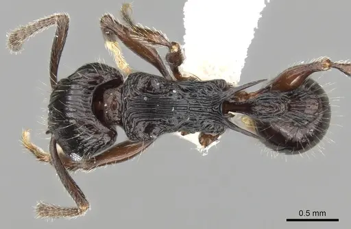 Tetramorium ambanizana specimen