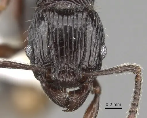 Tetramorium ambanizana specimen