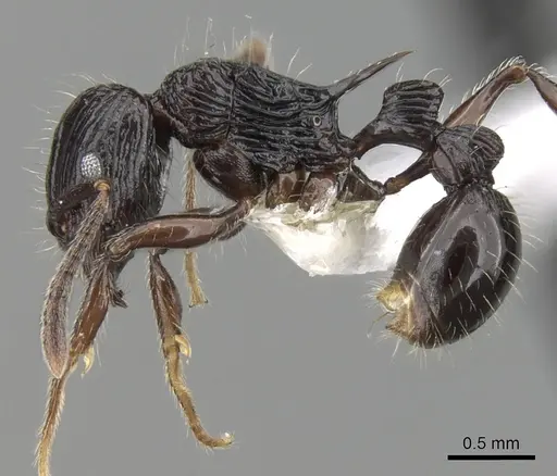 Tetramorium ambanizana specimen