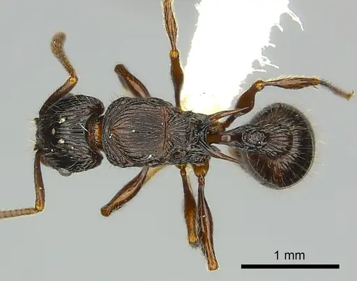 Tetramorium ambanizana - CASENT0217922