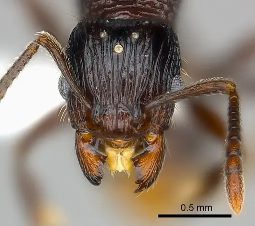 Tetramorium ambanizana - CASENT0217922