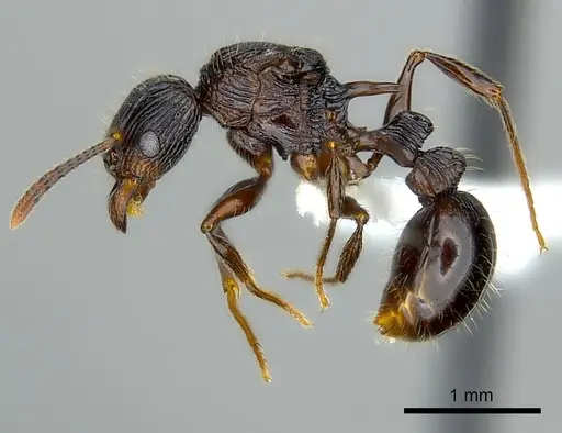 Tetramorium ambanizana - CASENT0217922