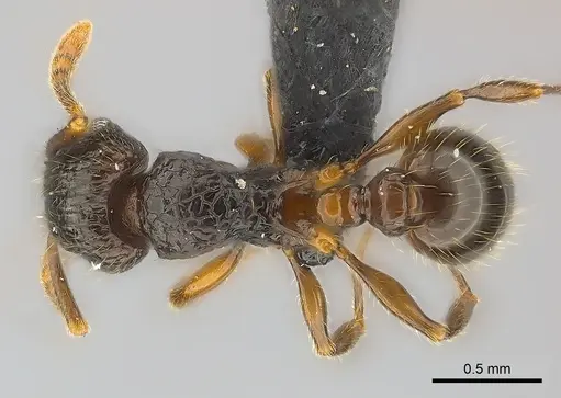 Tetramorium ambatovy specimen