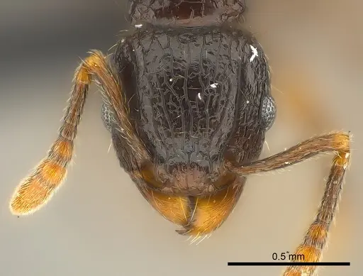 Tetramorium ambatovy specimen