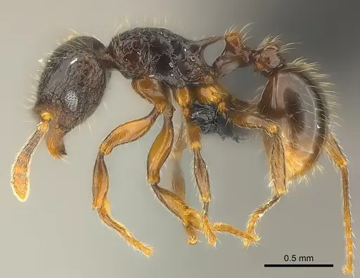 Tetramorium ambatovy specimen