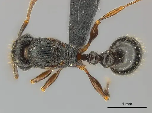 Tetramorium ambatovy - CASENT0117452