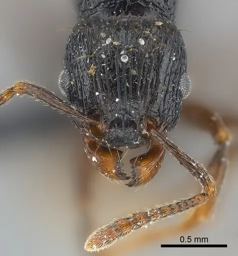 Tetramorium ambatovy - CASENT0117452