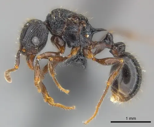 Tetramorium ambatovy - CASENT0117452