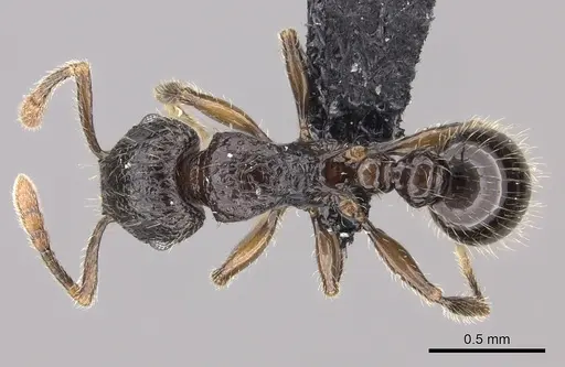 Tetramorium ambatovy - CASENT0124721