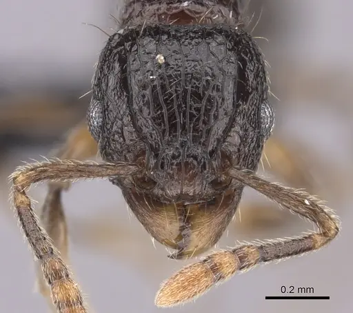 Tetramorium ambatovy - CASENT0124721