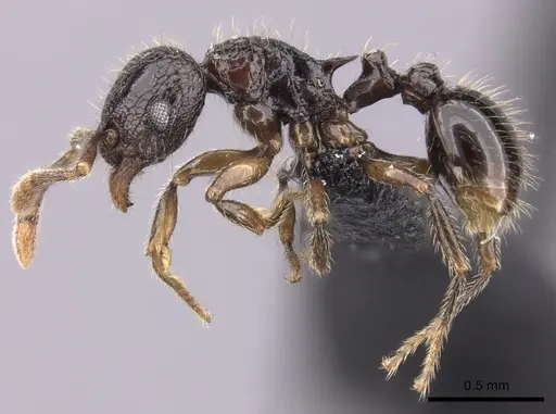 Tetramorium ambatovy - CASENT0124721