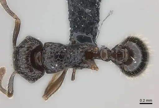 Tetramorium ambatovy - CASENT0163233