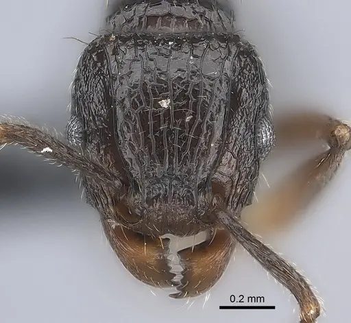 Tetramorium ambatovy - CASENT0163233