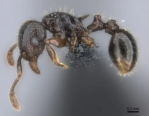 Tetramorium ambatovy - CASENT0163233