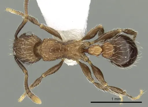 Tetramorium amentete specimen