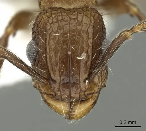 Tetramorium amentete specimen