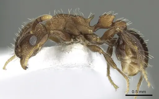 Tetramorium amentete specimen