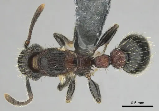 Tetramorium amentete - CASENT0815814