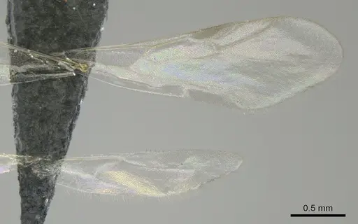 Tetramorium amentete - CASENT0815814