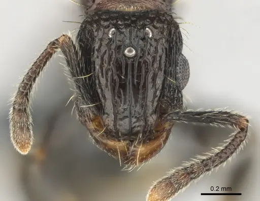 Tetramorium amentete - CASENT0815814