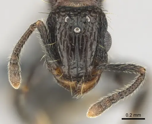 Tetramorium amentete - CASENT0815814