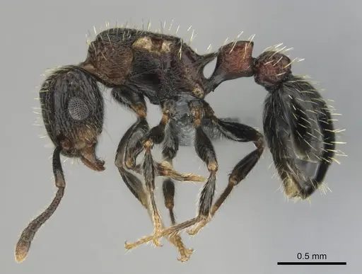 Tetramorium amentete - CASENT0815814