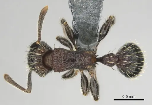 Tetramorium amentete - CASENT0815815