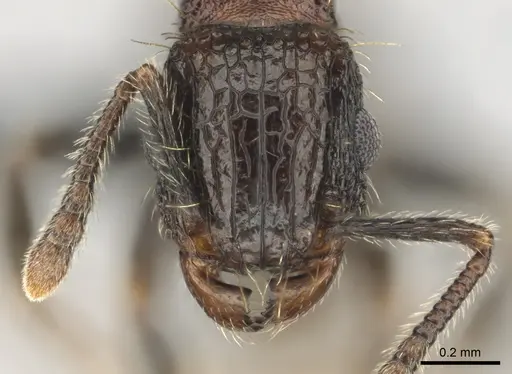 Tetramorium amentete - CASENT0815815