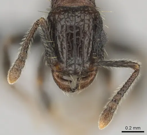 Tetramorium amentete - CASENT0815815