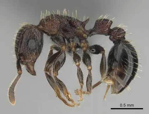 Tetramorium amentete - CASENT0815815