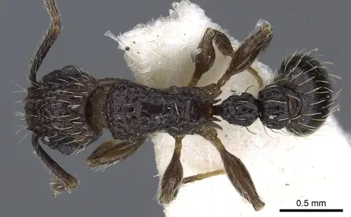 Tetramorium amentete - CASENT0901114