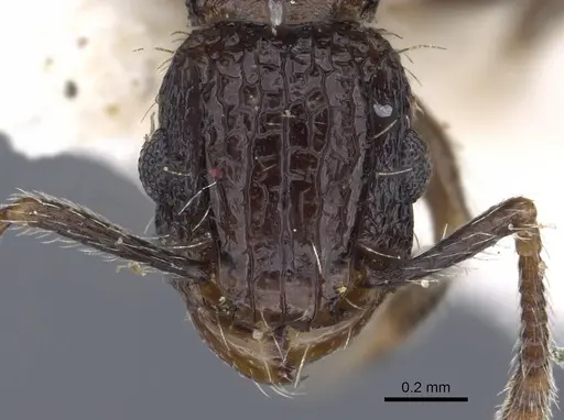 Tetramorium amentete - CASENT0901114