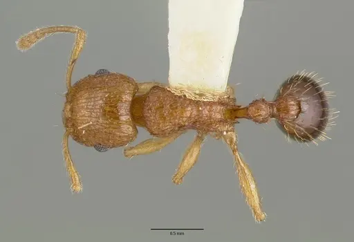 Tetramorium amissum specimen