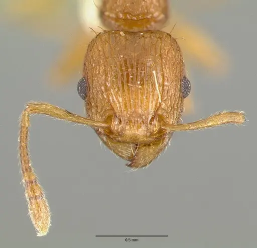 Tetramorium amissum specimen