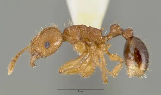 Tetramorium amissum specimen