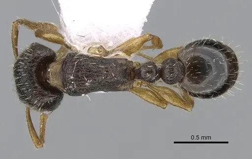 Tetramorium anatolicum specimen