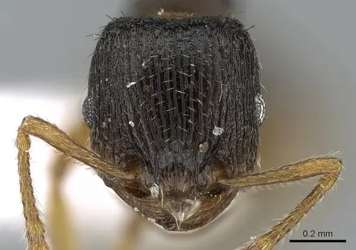Tetramorium anatolicum specimen