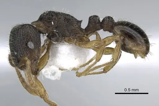 Tetramorium anatolicum specimen